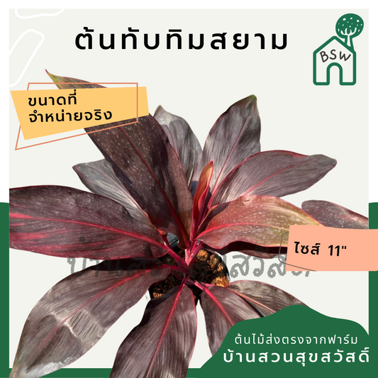 แดงทับทิมสยาม (Cordyline Fruticosa) ไม้มงคลในกระถาง 11 นิ้ว