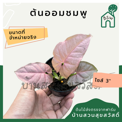 ต้นออมชมพู PINK SYNGONIUM กระถาง 3 นิ้ว