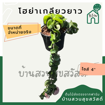 โฮย่าเกลียว แบบยาวๆ เป็นต้นสมบูรณ์ พร้อมออกดอก Hoya compacta