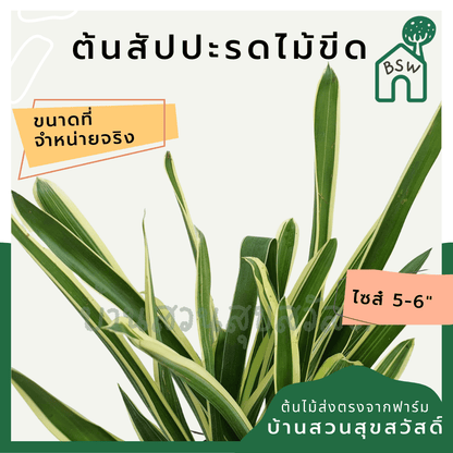 สับปะรดไม้ขีดด่าง (Aechmea Gamosepala 'Variegata') ไม้แดดในกระถางพร้อมตั้ง - Pamathegardener