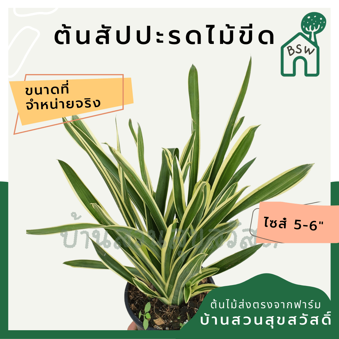 สับปะรดไม้ขีดด่าง (Aechmea Gamosepala 'Variegata') ไม้แดดในกระถางพร้อมตั้ง - Pamathegardener