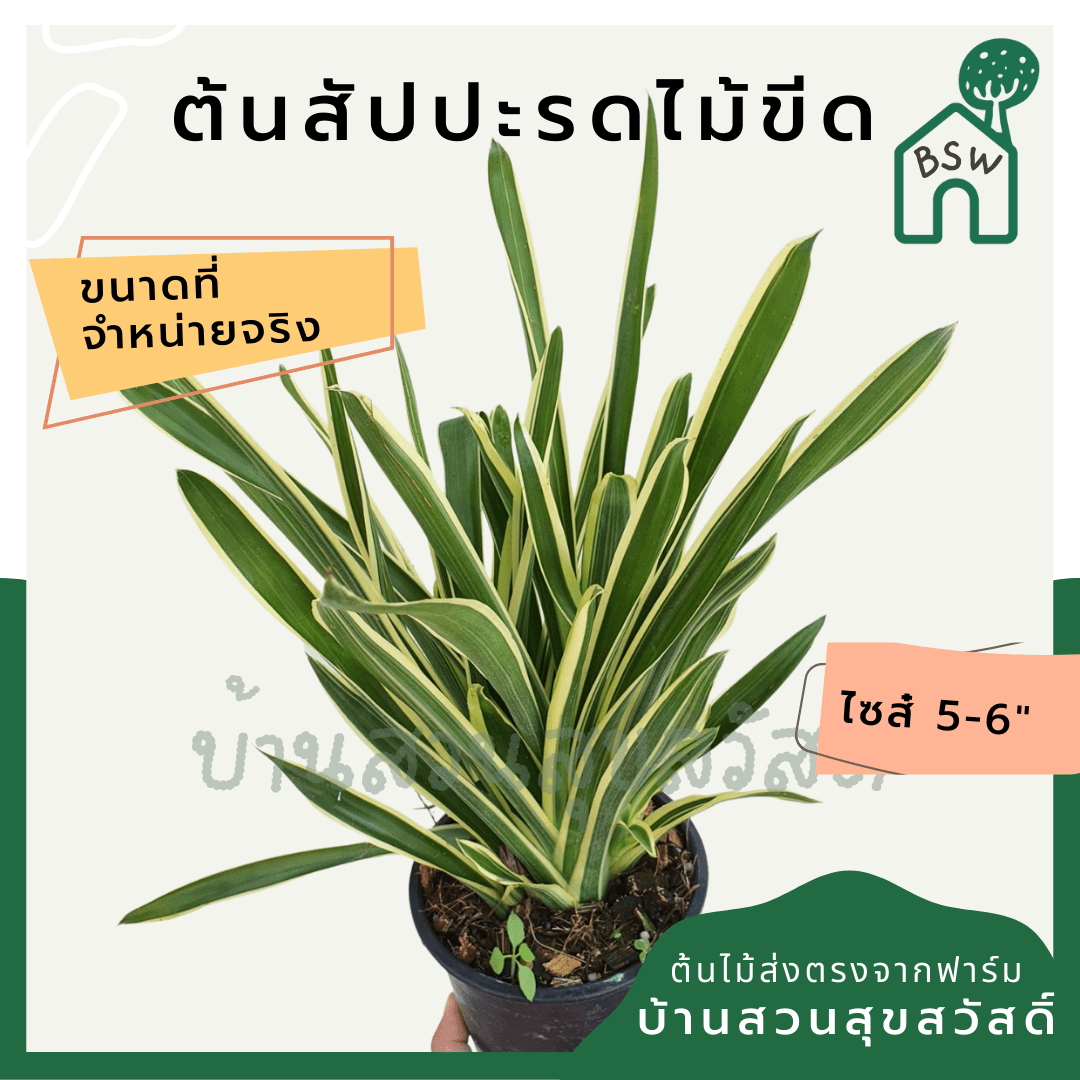 สับปะรดไม้ขีดด่าง (Aechmea Gamosepala 'Variegata') ไม้แดดในกระถางพร้อมตั้ง - Pamathegardener