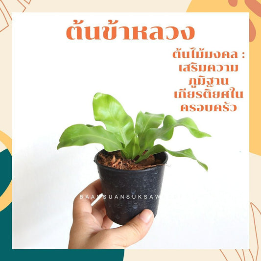 เฟิร์นข้าหลวง (Bird's Nest Fern) ไม้ฟอกอากาศยอดนิยมพร้อมกระถาง