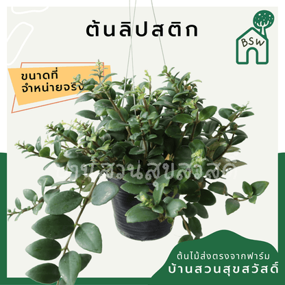 ลิปสติก (Aeschynanthus Radicans) ไม้แขวนดอกสวยในกระถาง 4 นิ้ว - Pamathegardener