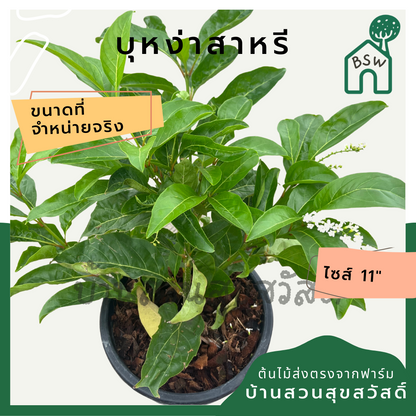 บุหงาส่าหรี | Bungasari | ไม้ดอกหอม ไม้พุ่มจัดสวน กระถาง 11 นิ้ว