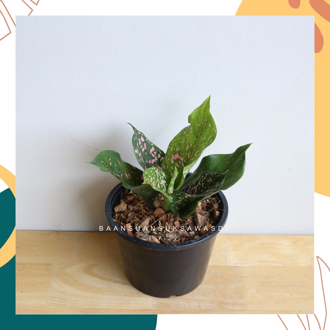 รับเงินรับทอง (Aglaonema) ไม้มงคลในกระถาง 4 - 6 นิ้ว - Pamathegardener