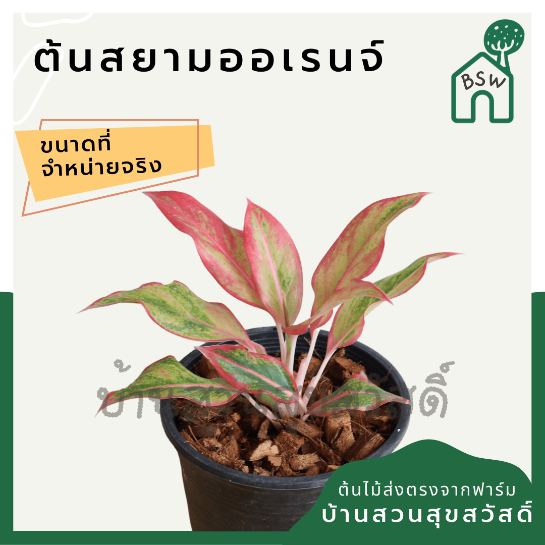 ทรัพย์สีทอง (Aglaonema) ไม้มงคลเรียกทรัพย์ในกระถาง 5 - 6 นิ้ว - Pamathegardener