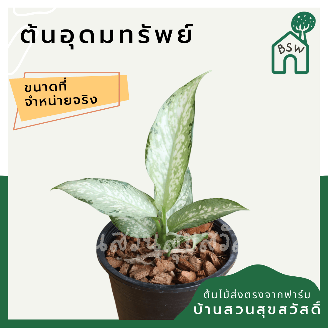 อุดมทรัพย์ (Aglaonema) ไม้มงคลเรียกทรัพย์ในกระถาง 5 - 6 นิ้ว - Pamathegardener