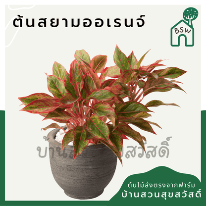 ทรัพย์สีทอง (Aglaonema) ไม้มงคลเรียกทรัพย์ในกระถาง 5 - 6 นิ้ว - Pamathegardener