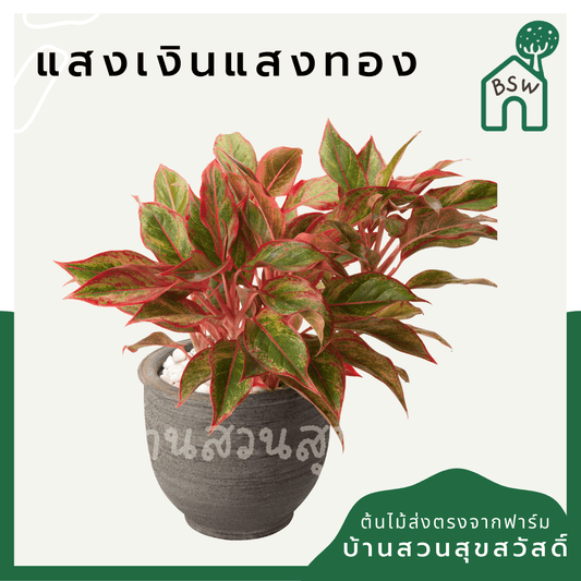 แสงเงินแสงทอง (Aglaonema) ไม้มงคลในกระถางพร้อมตั้ง - Pamathegardener