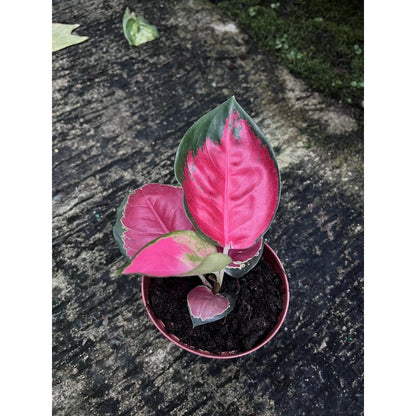 สุขสมใจปอง (Aglaonema) ไม้มงคลในกระถางพร้อมตั้ง - Pamathegardener