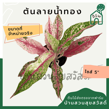 ลายน้ำทอง (Aglaonema) ไม้มงคลในกระถางพร้อมตั้ง - Pamathegardener