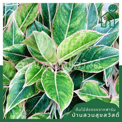 แสงเพชรแสงพลอย (Aglaonema 'Sang Phet Sang Ploi') ไม้มงคลเรียกทรัพย์ - Pamathegardener