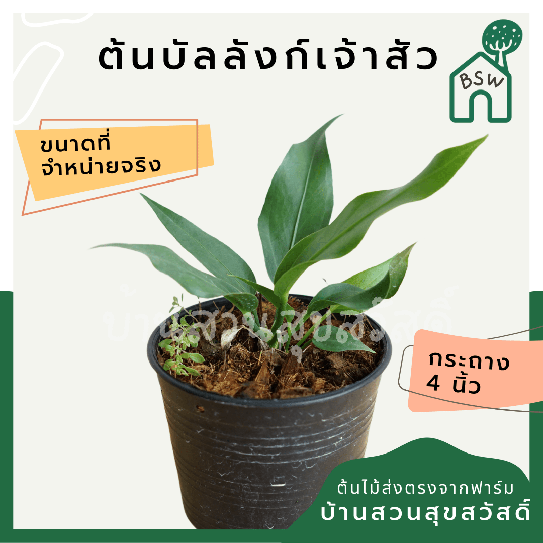 บัลลังก์เจ้าสัว (Aglaonema 'Siam Paragon') ไม้มงคลยอดนิยมในกระถาง 4 นิ้ว - Pamathegardener