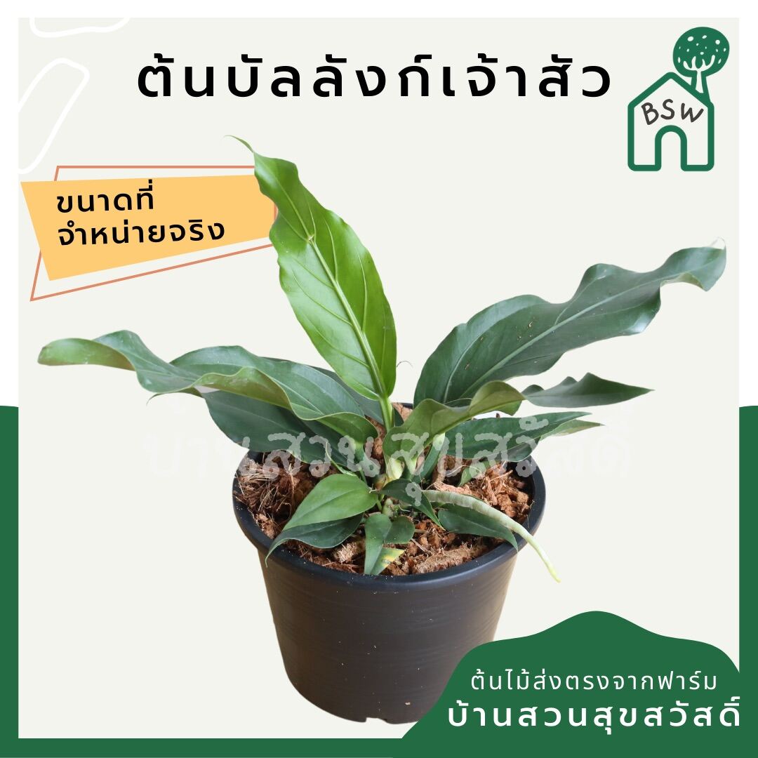 บัลลังก์เจ้าสัว (Aglaonema 'Siam Paragon') ไม้มงคลยอดนิยมในกระถาง 5 - 6 นิ้ว - Pamathegardener