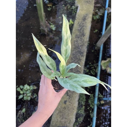 รวมอโกลนีม่า Aglonema - Pamathegardener