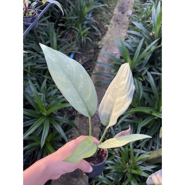 รวมอโกลนีม่า Aglonema - Pamathegardener