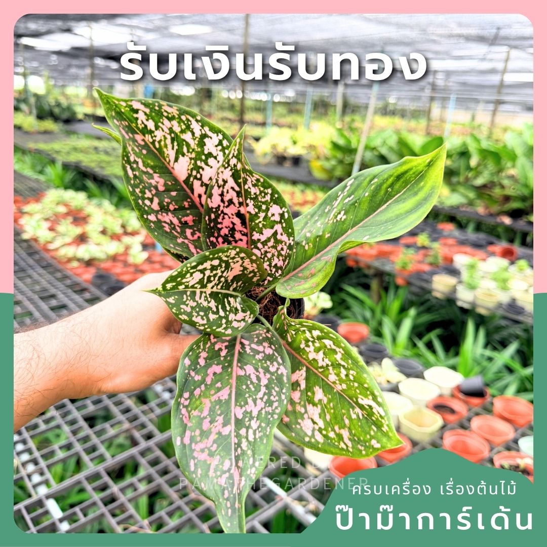 ต้นรับเงินรับทอง กระถางพร้อมตั้ง อโกลนีมา Aglonema sp. - Pamathegardener