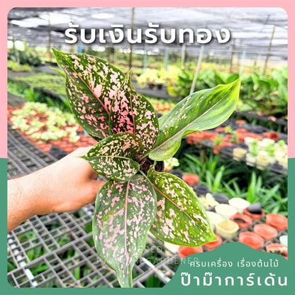 ต้นรับเงินรับทอง กระถางพร้อมตั้ง อโกลนีมา Aglonema sp. - Pamathegardener