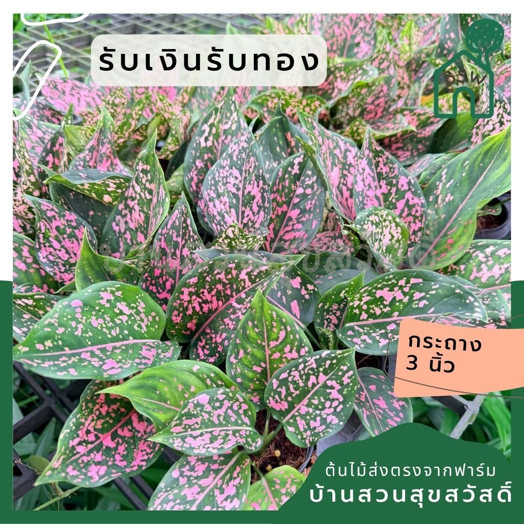 ต้นรับเงินรับทอง กระถางพร้อมตั้ง อโกลนีมา Aglonema sp. - Pamathegardener