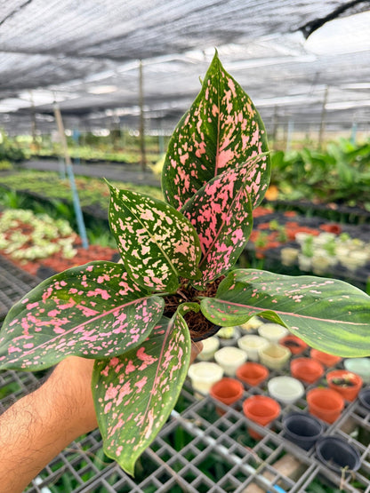 ต้นรับเงินรับทอง กระถางพร้อมตั้ง อโกลนีมา Aglonema sp. - Pamathegardener