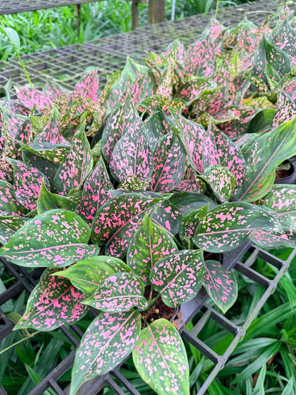 ต้นรับเงินรับทอง กระถางพร้อมตั้ง อโกลนีมา Aglonema sp. - Pamathegardener