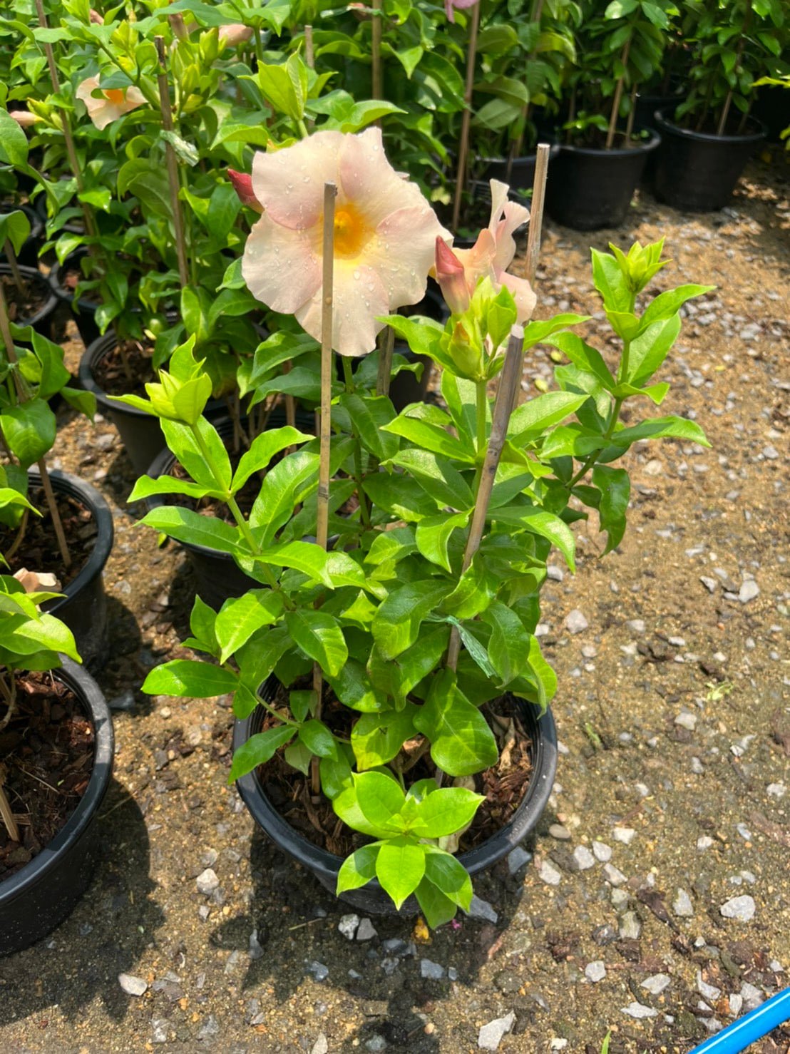 บานบุรีสีสวย (Allamanda Cathartica) ไม้ดอกขนาดใหญ่ในกระถาง 11 นิ้ว - Pamathegardener