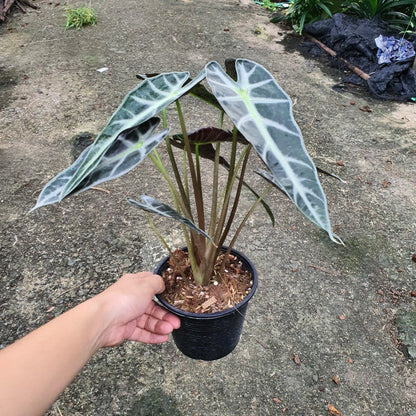 ชื่อสินค้าที่ตั้งใหม่ รายละเอียดสินค้า แก้วสารพัดนึก (Alocasia Bambino) ไม้มงคลฟอร์มกอในกระถางพร้อมตั้ง - Pamathegardener