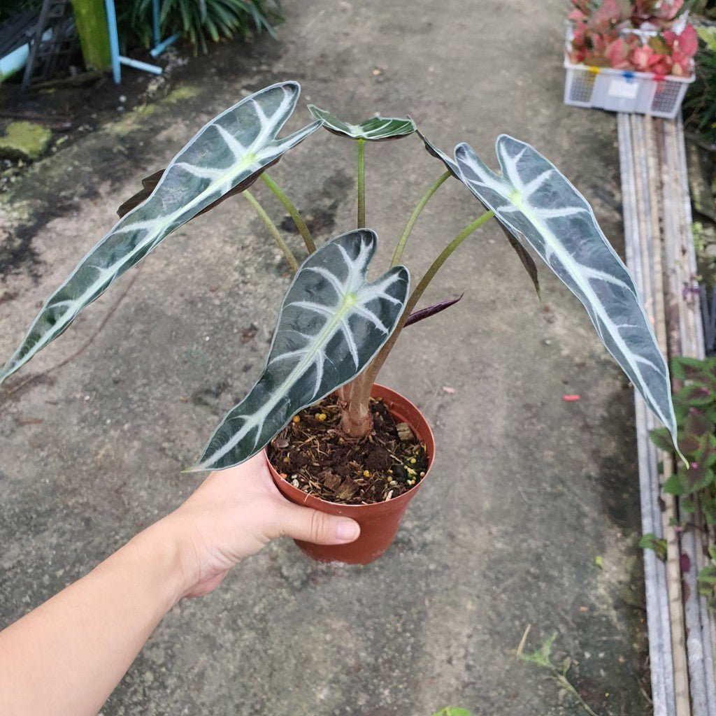 ชื่อสินค้าที่ตั้งใหม่ รายละเอียดสินค้า แก้วสารพัดนึก (Alocasia Bambino) ไม้มงคลฟอร์มกอในกระถางพร้อมตั้ง - Pamathegardener
