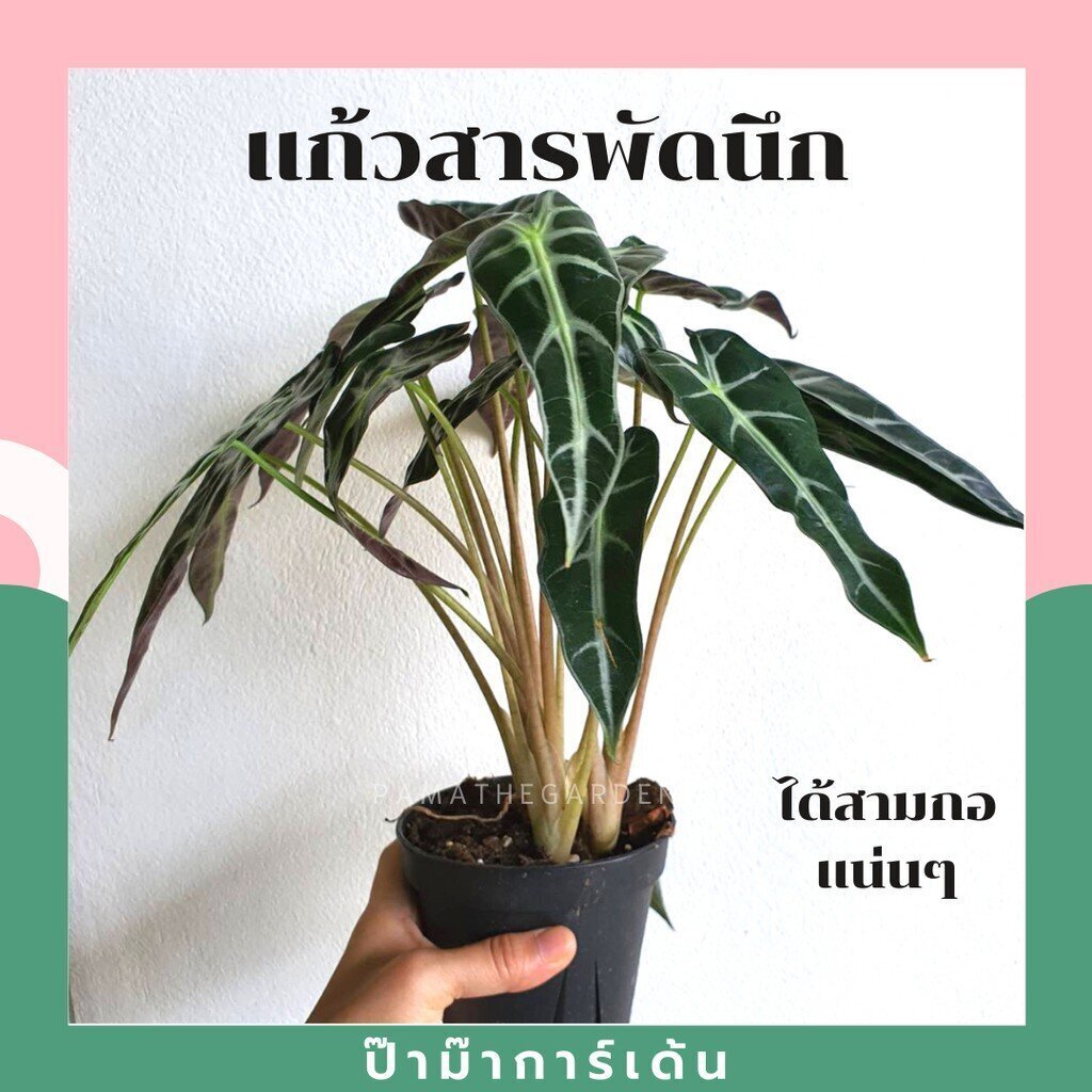 ชื่อสินค้าที่ตั้งใหม่ รายละเอียดสินค้า แก้วสารพัดนึก (Alocasia Bambino) ไม้มงคลฟอร์มกอในกระถางพร้อมตั้ง - Pamathegardener