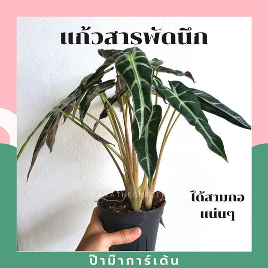 ชื่อสินค้าที่ตั้งใหม่ รายละเอียดสินค้า แก้วสารพัดนึก (Alocasia Bambino) ไม้มงคลฟอร์มกอในกระถางพร้อมตั้ง - Pamathegardener