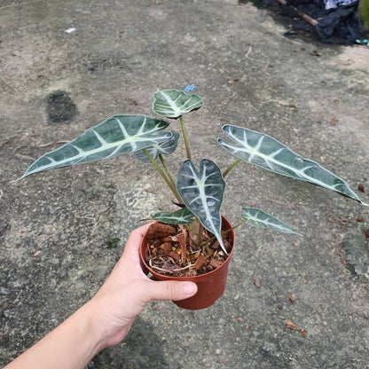 ชื่อสินค้าที่ตั้งใหม่ รายละเอียดสินค้า แก้วสารพัดนึก (Alocasia Bambino) ไม้มงคลฟอร์มกอในกระถางพร้อมตั้ง - Pamathegardener