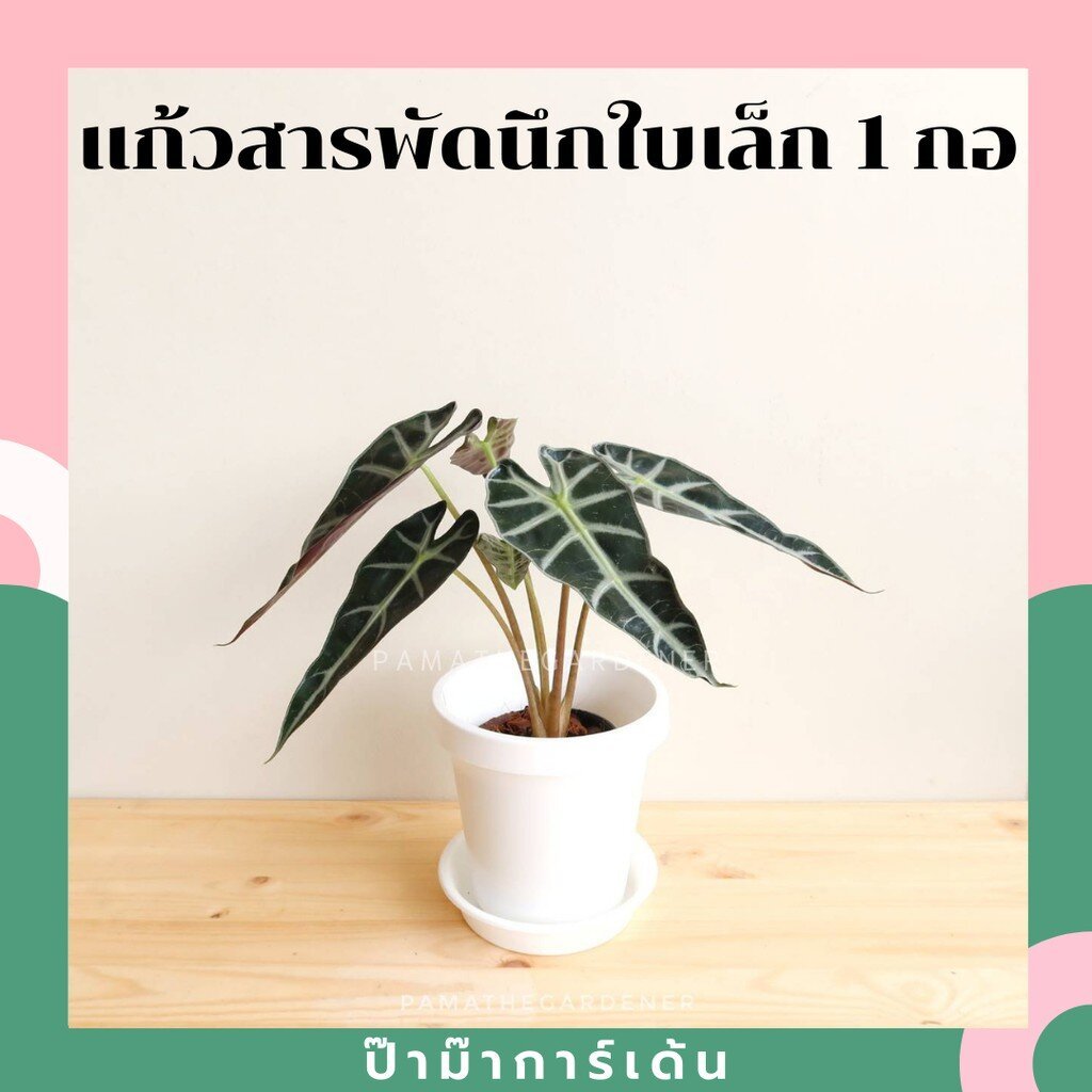 ชื่อสินค้าที่ตั้งใหม่ รายละเอียดสินค้า แก้วสารพัดนึก (Alocasia Bambino) ไม้มงคลฟอร์มกอในกระถางพร้อมตั้ง - Pamathegardener