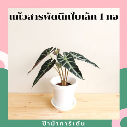 ชื่อสินค้าที่ตั้งใหม่ รายละเอียดสินค้า แก้วสารพัดนึก (Alocasia Bambino) ไม้มงคลฟอร์มกอในกระถางพร้อมตั้ง - Pamathegardener
