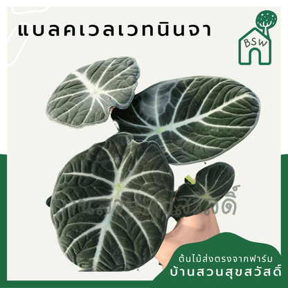 อโลคาเซีย แบลคเวลเวท (Alocasia Reginula) ใบกำมะหยี่ในกระถาง 4 นิ้ว - Pamathegardener