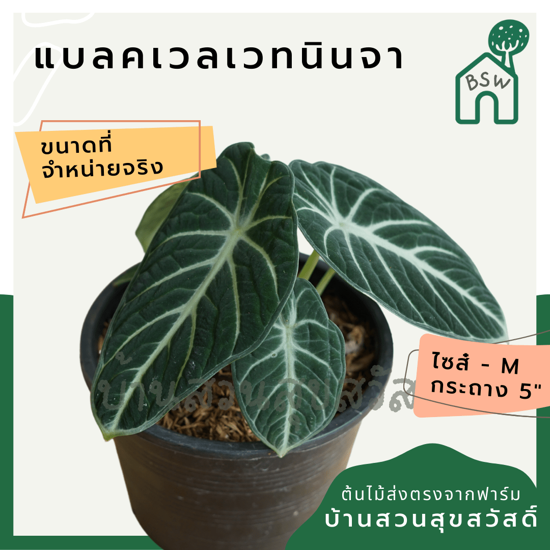 อโลคาเซีย แบลคเวลเวท นินจา (Alocasia Reginula) ใบกำมะหยี่ในกระถาง 5 - 6 นิ้ว - Pamathegardener