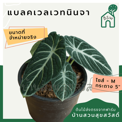 อโลคาเซีย แบลคเวลเวท นินจา (Alocasia Reginula) ใบกำมะหยี่ในกระถาง 5 - 6 นิ้ว - Pamathegardener