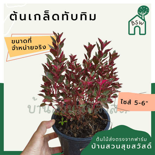 เกล็ดทับทิม (Alternanthera Dentata 'Ruby') ไม้แดดทรงพุ่มในกระถาง 5 - 6 นิ้ว - Pamathegardener