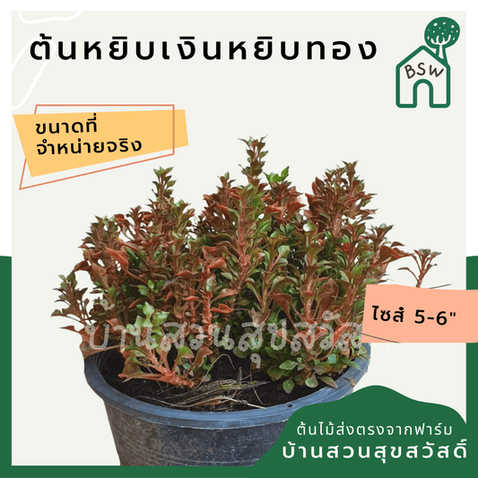 หยิบเงินหยิบทอง (Alternanthera Sessilis) ไม้มงคลไม้แดดในกระถาง 5 - 6 นิ้ว - Pamathegardener