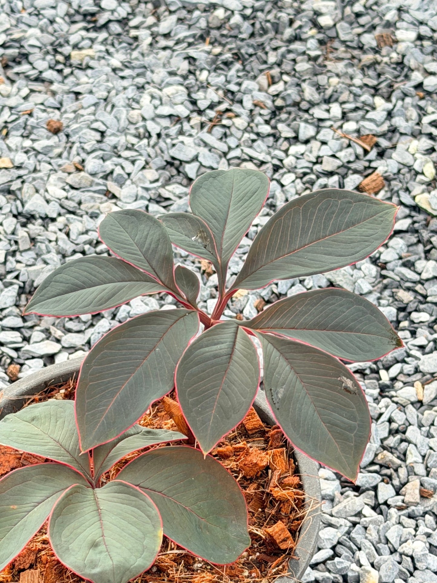 บุกกำมะหยี่ - Amorphophallus atroviridus กระถาง 6 นิ้ว - Pamathegardener