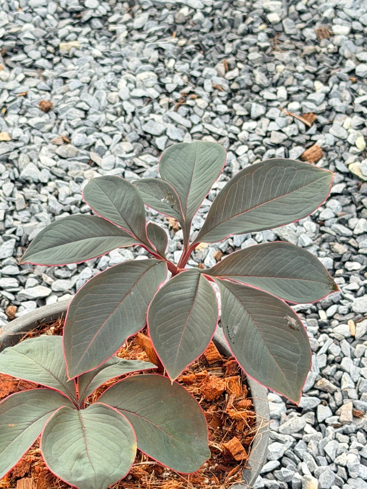บุกกำมะหยี่ - Amorphophallus atroviridus กระถาง 6 นิ้ว - Pamathegardener
