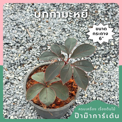 บุกกำมะหยี่ - Amorphophallus atroviridus กระถาง 6 นิ้ว - Pamathegardener