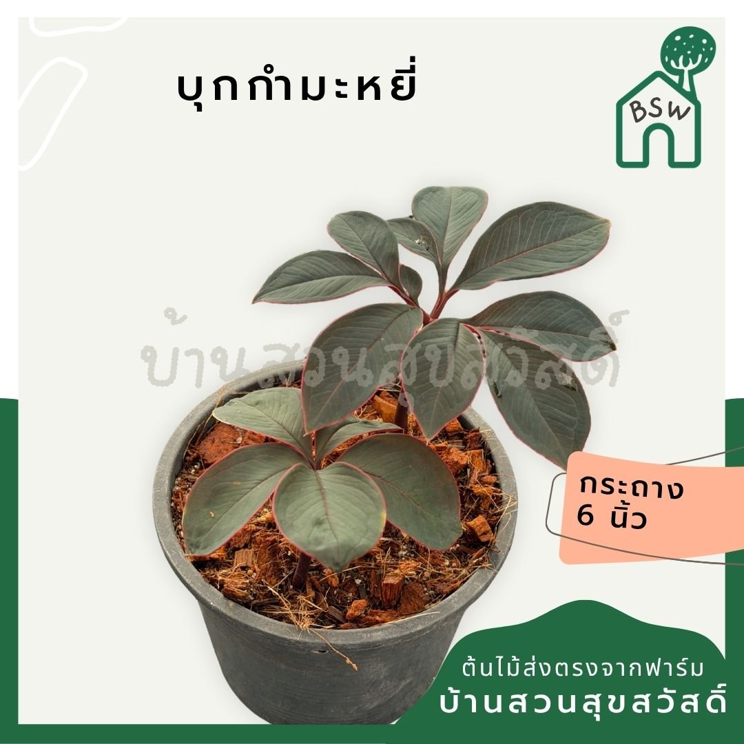 บุกกำมะหยี่ - Amorphophallus atroviridus กระถาง 6 นิ้ว - Pamathegardener
