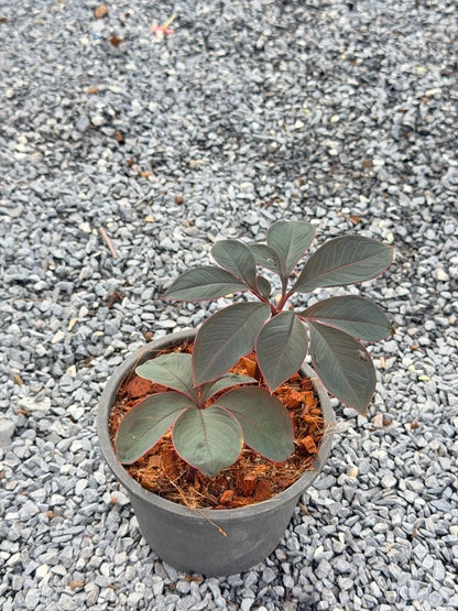 บุกกำมะหยี่ - Amorphophallus atroviridus กระถาง 6 นิ้ว - Pamathegardener