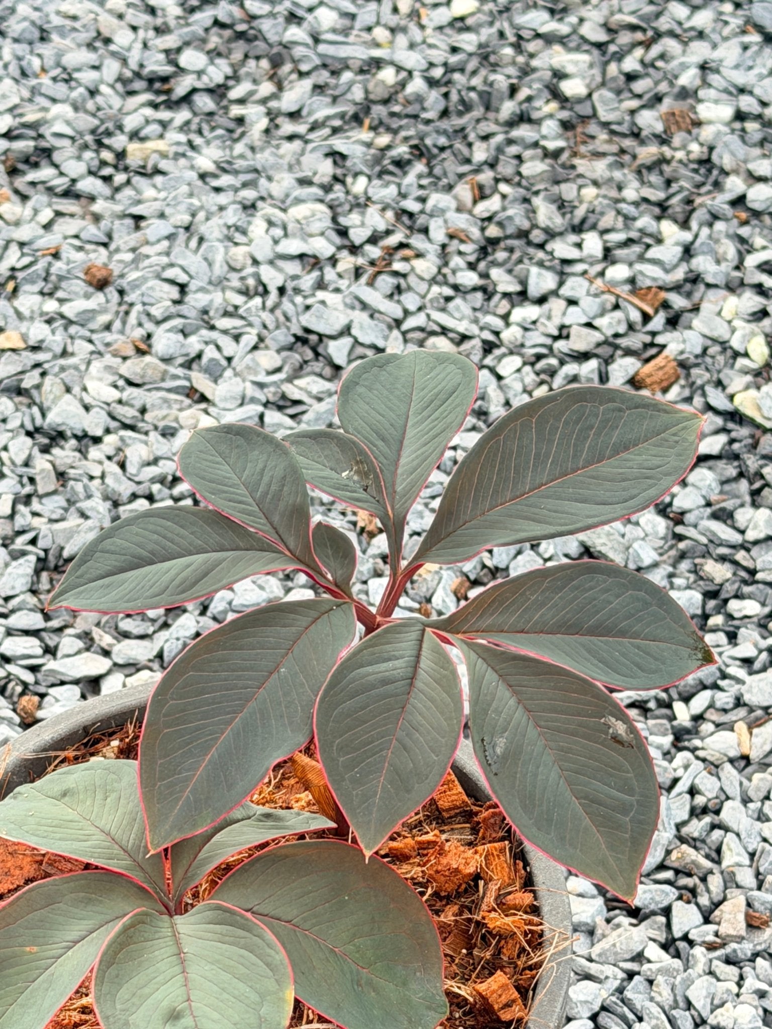 บุกกำมะหยี่ - Amorphophallus atroviridus กระถาง 6 นิ้ว - Pamathegardener
