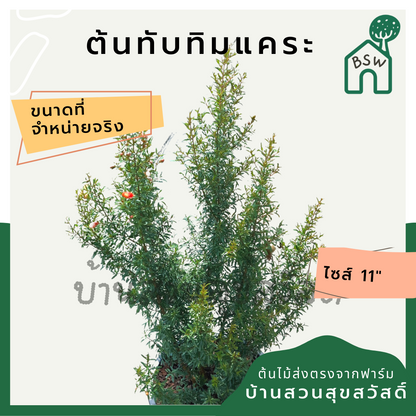 ต้นทับทิมแคระ กระถาง 11 นิ้ว