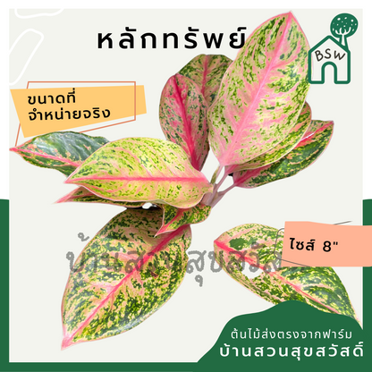 หลักทรัพย์ ต้นหลักทรัพย์ กระถาง 8 นิ้ว อโกลนีมา ด่างแบบโดดเด่น aglaonema ไม้แรร์