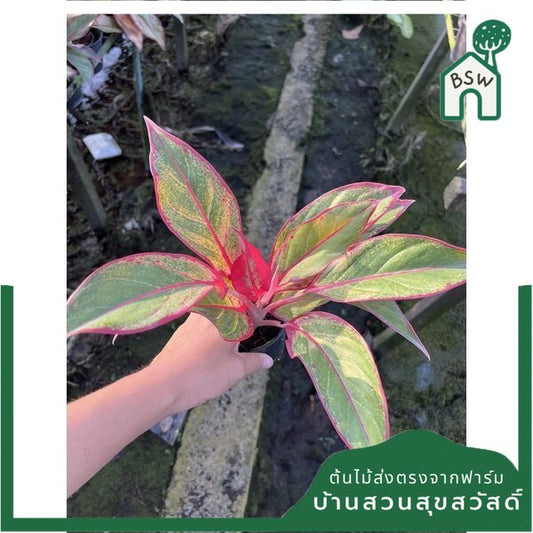รวมอโกลนีม่า Aglonema