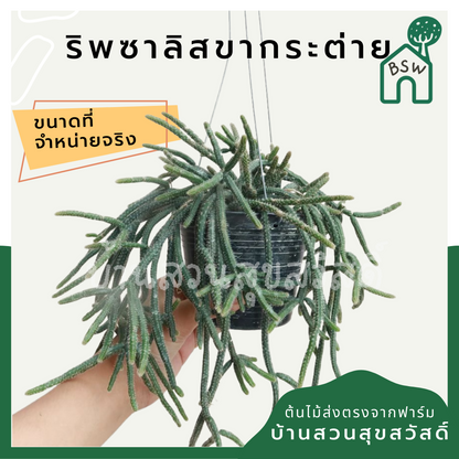 ริพซาลิส ขากระต่าย มาในกระถางพร้อมตั้ง
