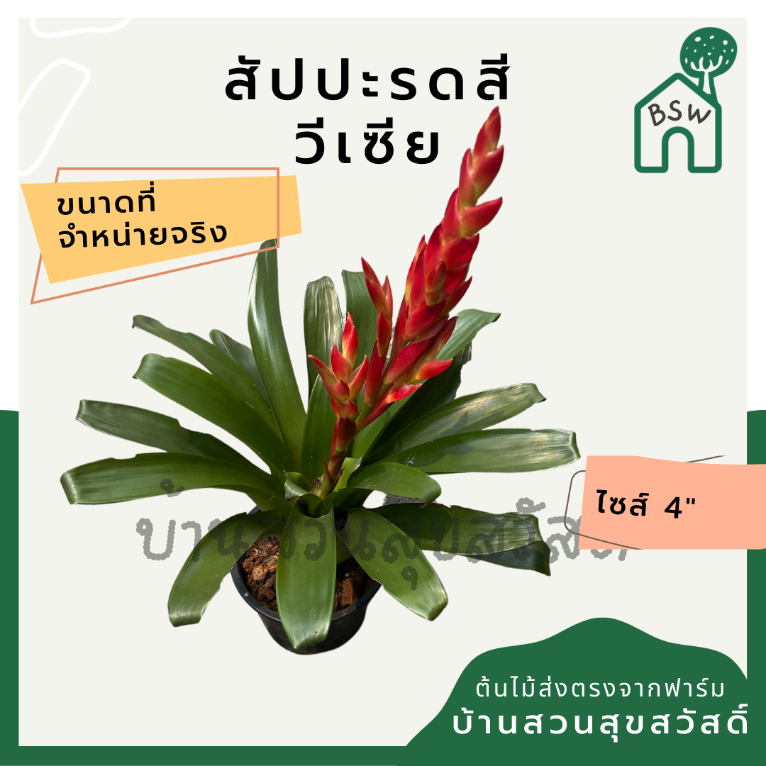 ต้นสัปปะรดสี สัปปะรดดอก มาในกระถาง 4 นิ้ว พร้อมตั้ง